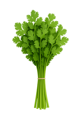 Cilantro