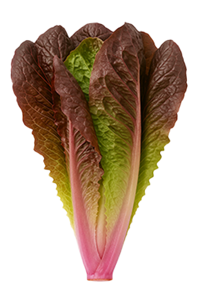 Lechuga Romana Roja