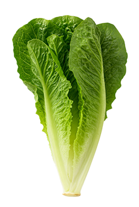 Lechuga Romana Verde